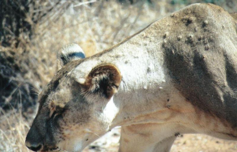 Dn-a0538-African Lioness-by Darren New.jpg