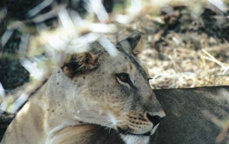 Dn-a0541-African Lioness-by Darren New.jpg