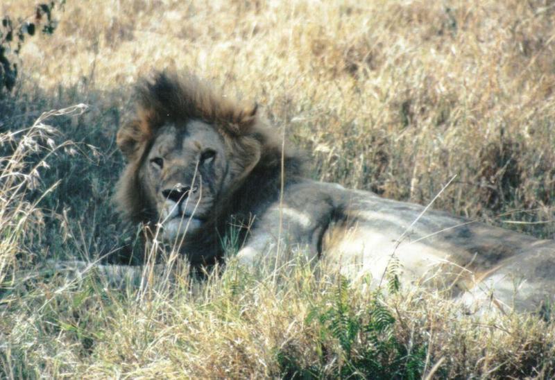 Dn-a0550-African Lion male-by Darren New.jpg