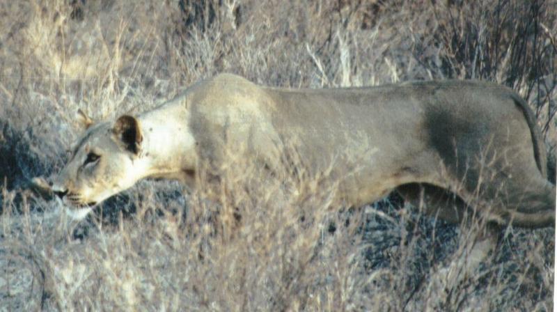Dn-a0554-African Lioness-by Darren New.jpg