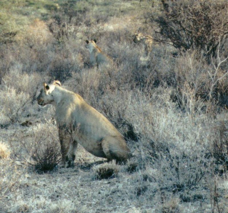 Dn-a0555-African Lioness-by Darren New.jpg