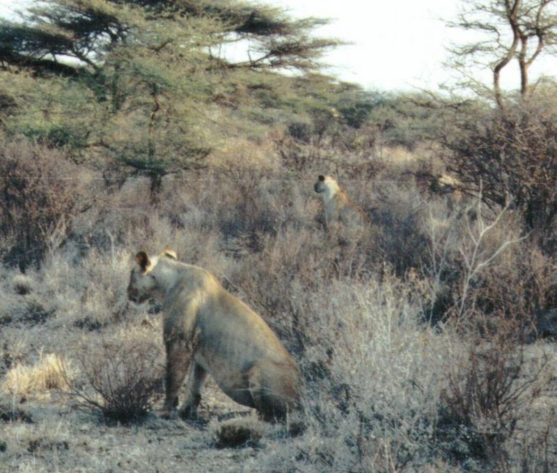Dn-a0558-African Lioness-by Darren New.jpg