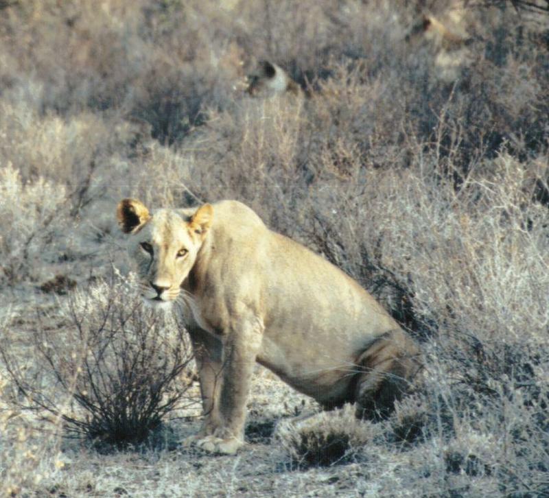 Dn-a0559-African Lioness-by Darren New.jpg