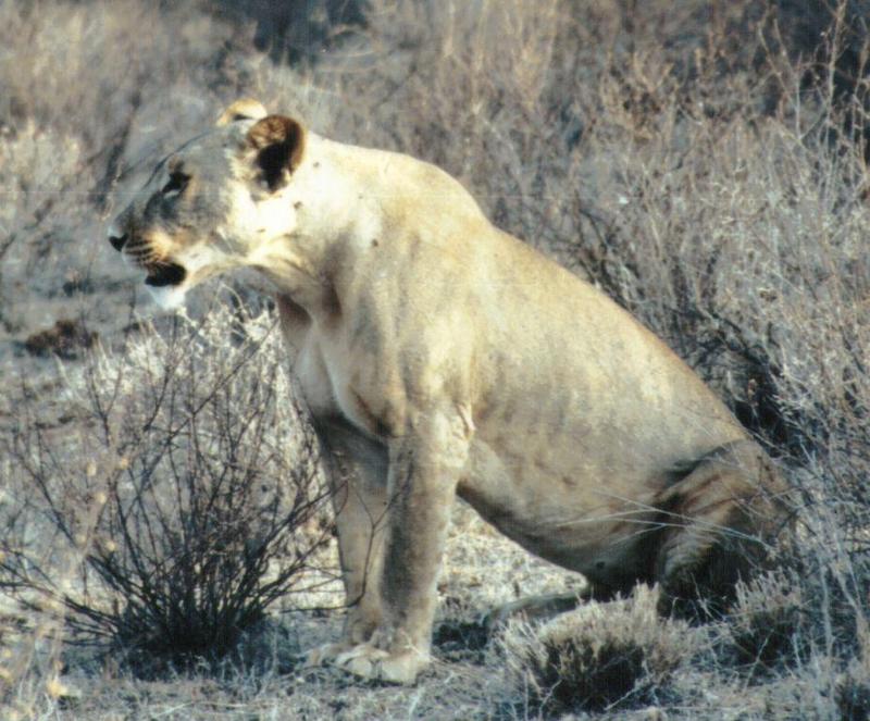 Dn-a0560-African Lioness-by Darren New.jpg