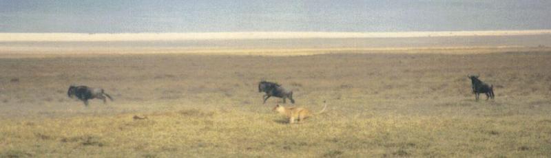 Dn-a0563-African Lioness chasing Wildebeest herd-by Darren New.jpg