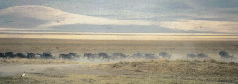 Dn-a0564-African Lioness chasing Wildebeest herd-by Darren New.jpg
