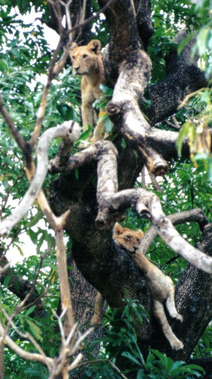 Dn-a0576-Young Lion on tree-by Darren New.jpg