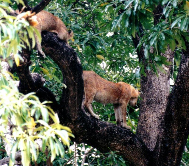 Dn-a0581-Young Lions on tree-by Darren New.jpg