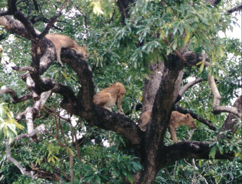 Dn-a0585-Young Lions on tree-by Darren New.jpg