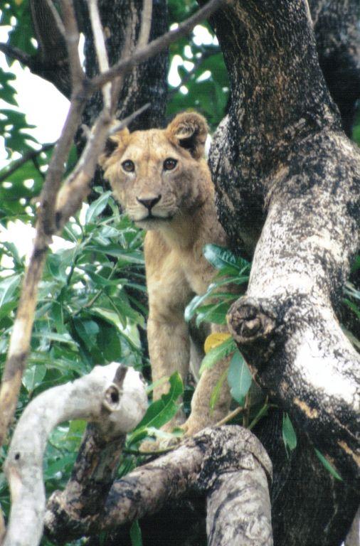 Dn-a0586-Young Lions on tree-by Darren New.jpg