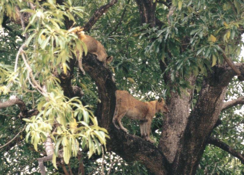 Dn-a0592-Young Lions on tree-by Darren New.jpg