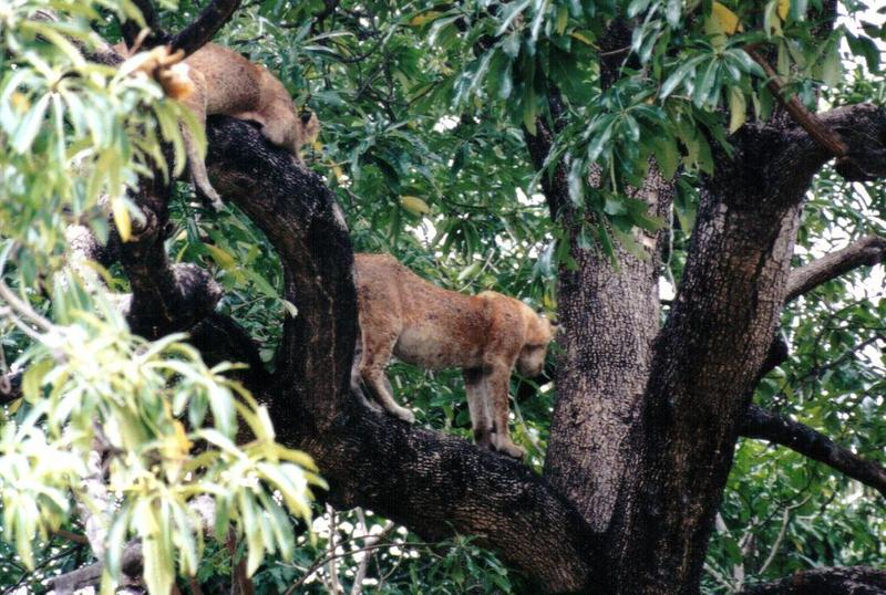 Dn-a0593-Young Lions on tree-by Darren New.jpg