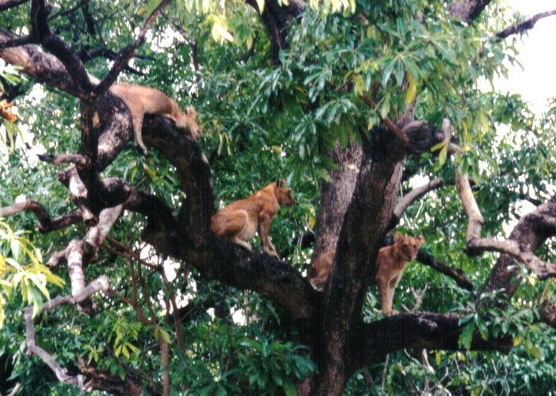 Dn-a0595-Young Lions on tree-by Darren New.jpg