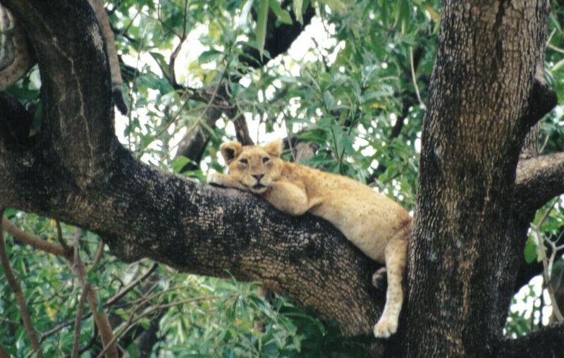 Dn-a0596-Young Lions on tree-by Darren New.jpg