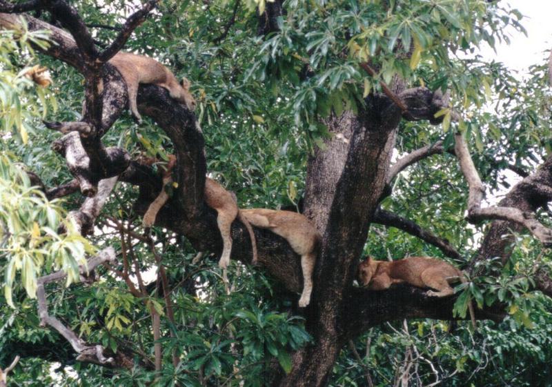 Dn-a0598-Young Lions on tree-by Darren New.jpg