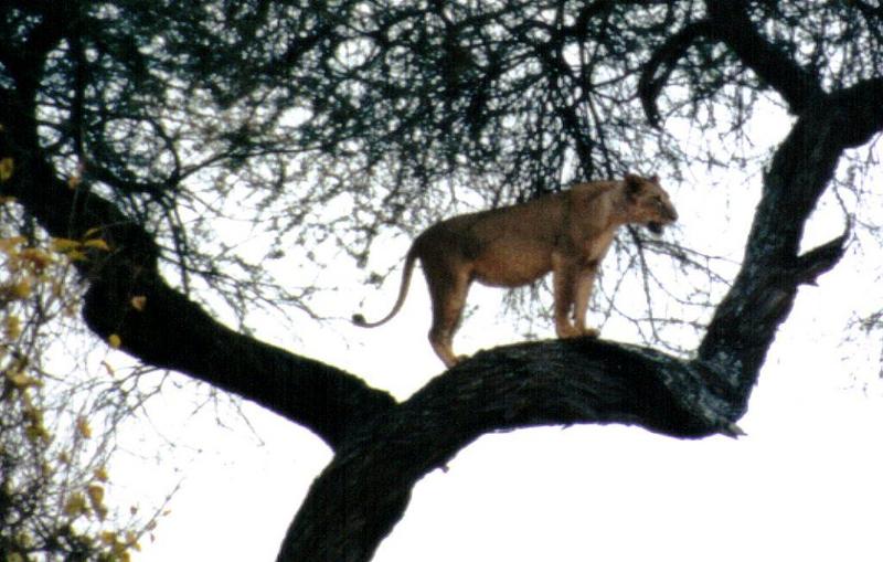 Dn-a0606-African Lioness on tree-by Darren New.jpg