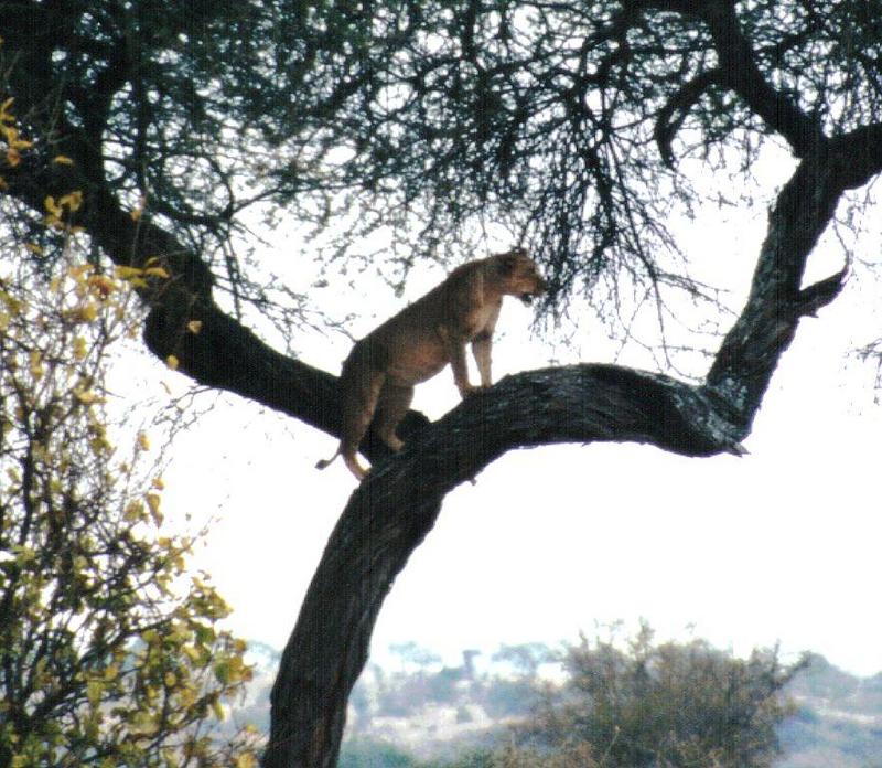 Dn-a0608-African Lioness on tree-by Darren New.jpg