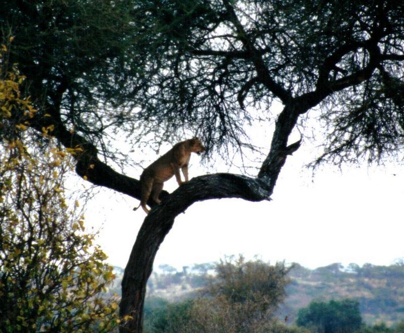 Dn-a0610-African Lioness on tree-by Darren New.jpg