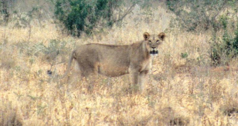 Dn-a0612-African Lioness-by Darren New.jpg