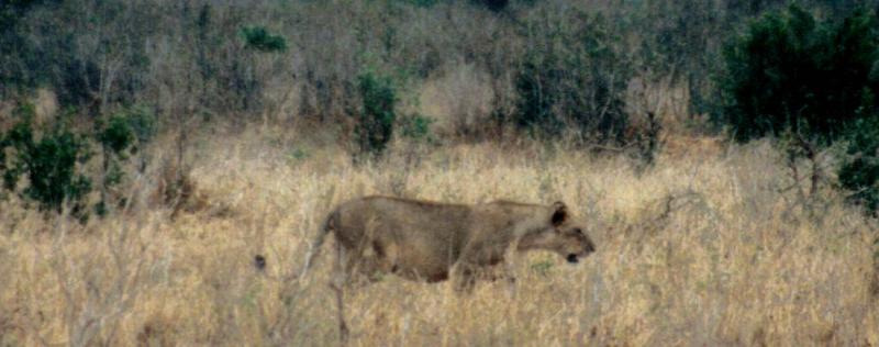 Dn-a0619-African Lioness-by Darren New.jpg