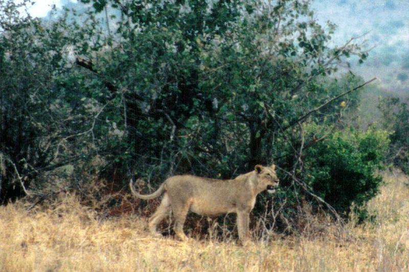 Dn-a0622-African Lioness-by Darren New.jpg