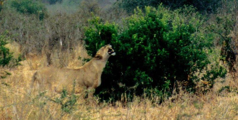 Dn-a0625-African Lioness-by Darren New.jpg