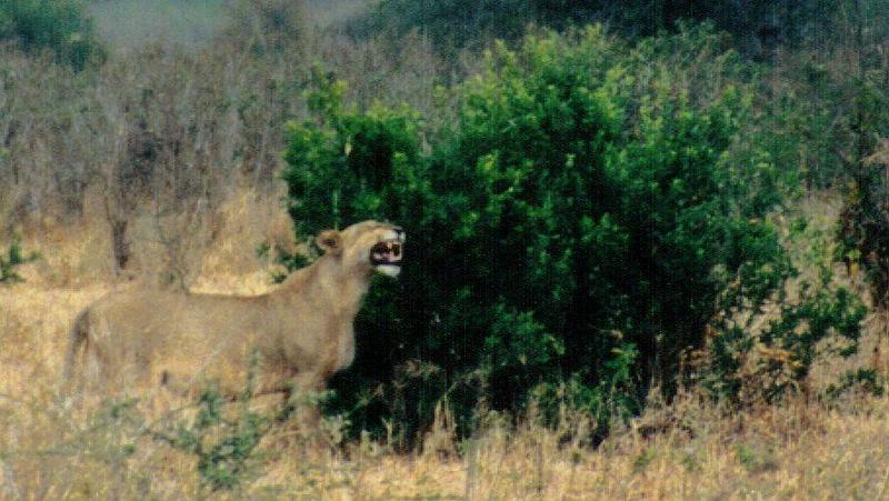 Dn-a0626-African Lioness-by Darren New.jpg