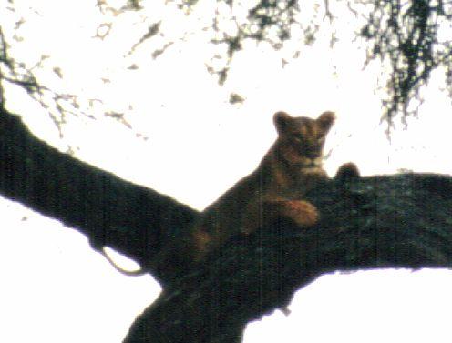 Dn-a0633-African Lion on tree-by Darren New.jpg