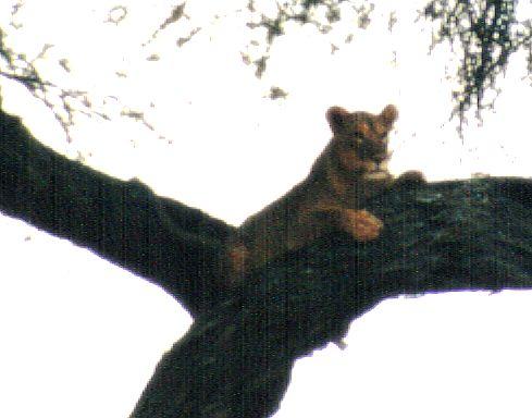 Dn-a0634-African Lion on tree-by Darren New.jpg