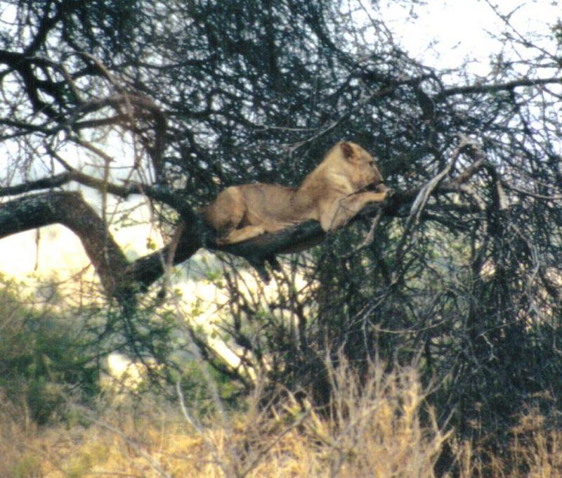 Dn-a0635-African Lion on tree-by Darren New.jpg