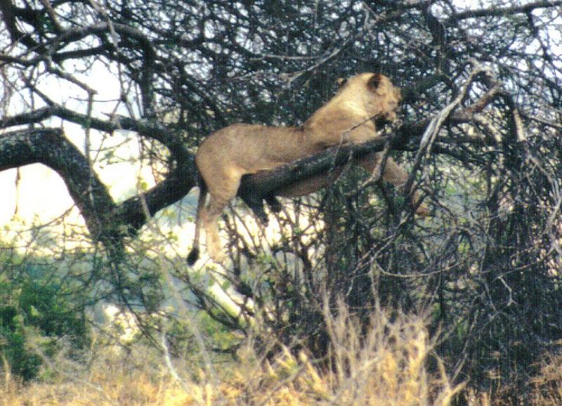 Dn-a0636-African Lion on tree-by Darren New.jpg