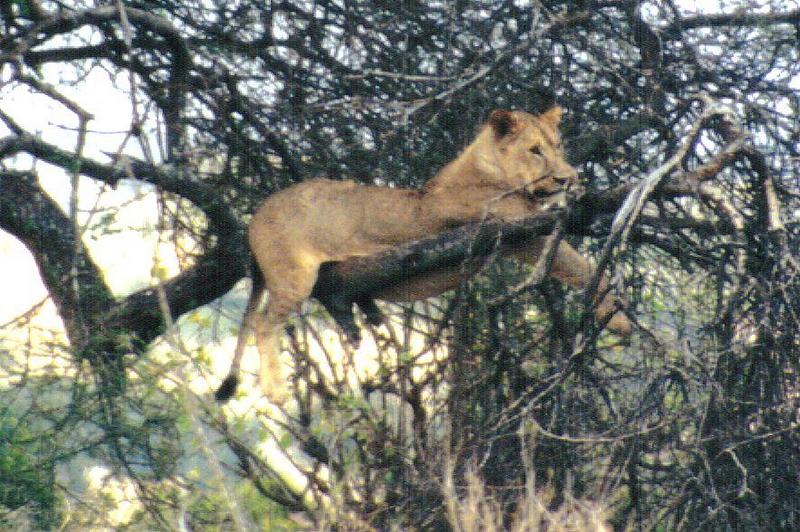 Dn-a0637-African Lion on tree-by Darren New.jpg