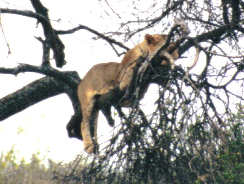 Dn-a0638-African Lion on tree-by Darren New.jpg