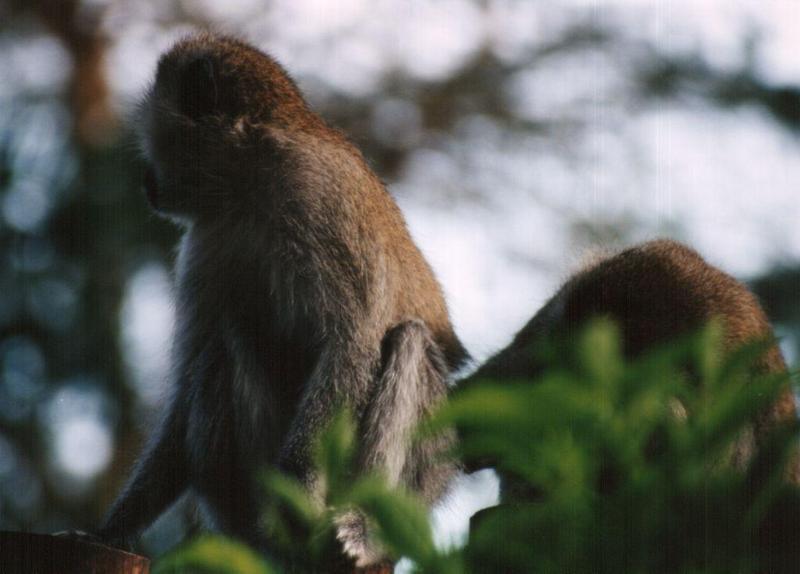 Dn-a0673-Vervet Monkeys-by Darren New.jpg