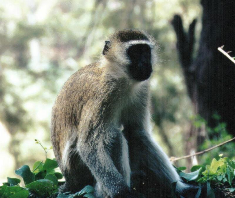 Dn-a0689-Vervet Monkey-by Darren New.jpg