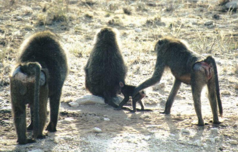 Dn-a0693-Olive Baboons-by Darren New.jpg