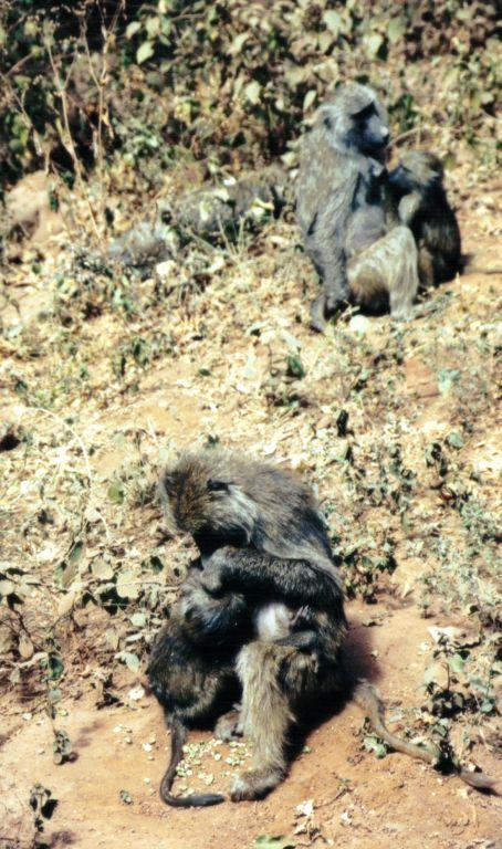 Dn-a0703-Olive Baboons-by Darren New.jpg