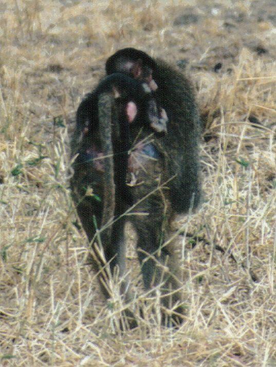 Dn-a0714-Baboons-by Darren New.jpg