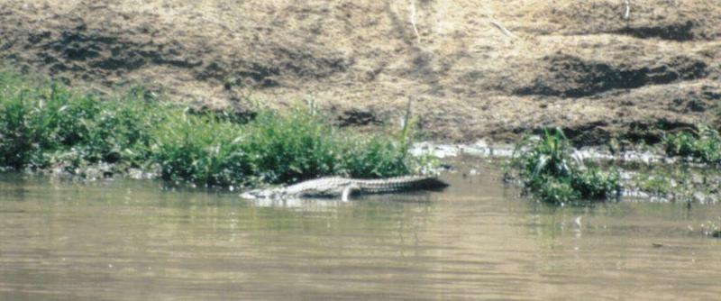 Dn-a0718-Nile Crocodile-by Darren New.jpg