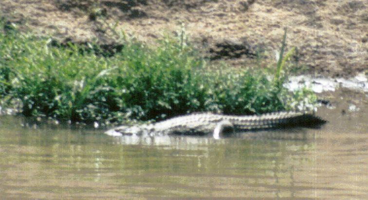 Dn-a0720-Nile Crocodile-by Darren New.jpg