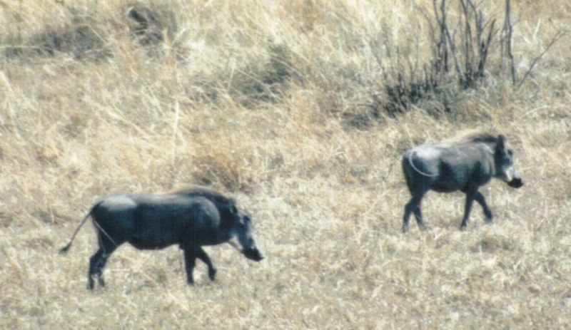 Dn-a0870-Warthogs-by Darren New.jpg