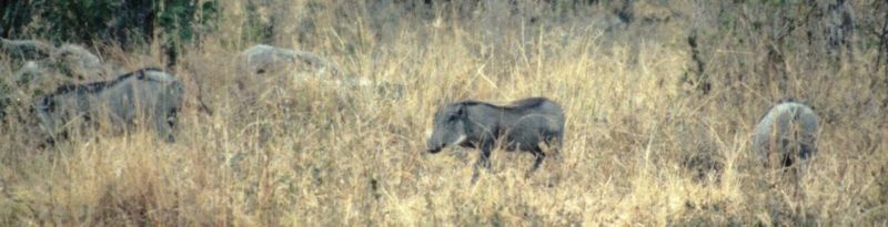 Dn-a0872-Warthogs-by Darren New.jpg