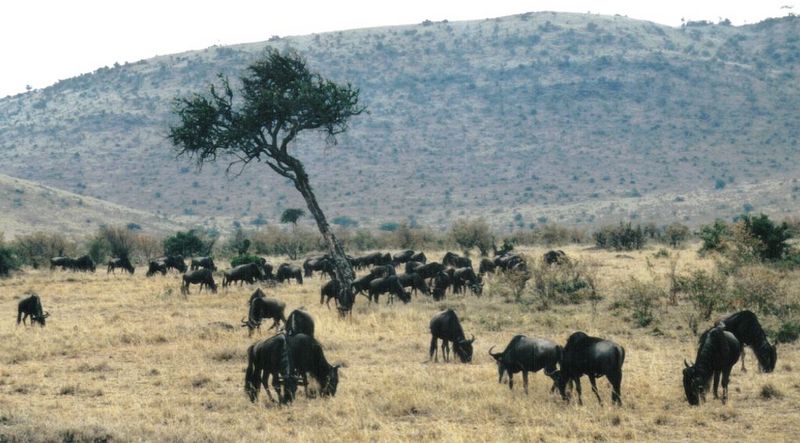 Dn-a0881-Wildebeest Herd-by Darren New.jpg