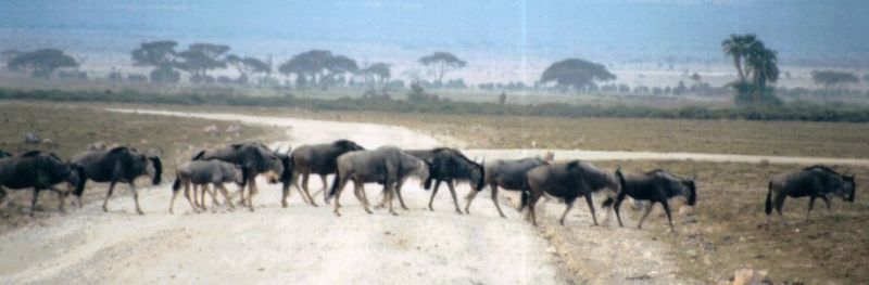Dn-a0882-Wildebeest Herd-by Darren New.jpg
