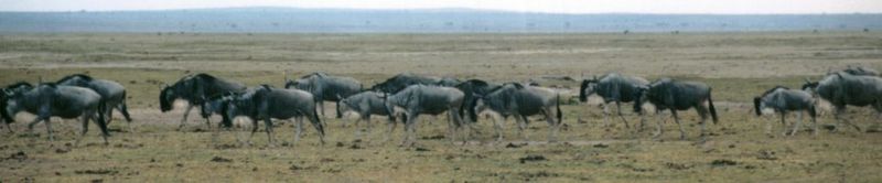 Dn-a0884-Wildebeest Herd-by Darren New.jpg