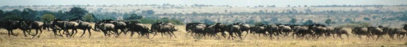 Dn-a0886-Wildebeest Herd-by Darren New.jpg