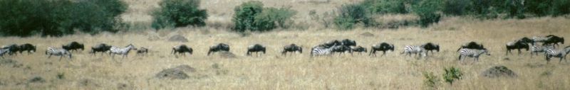 Dn-a0887-Wildebeest and Zebra Herd-by Darren New.jpg
