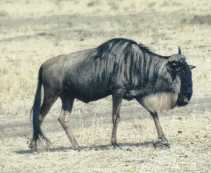 Dn-a0888-Wildebeest-by Darren New.jpg