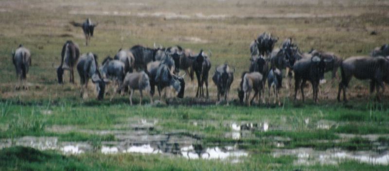 Dn-a0891-Wildebeest Herd-by Darren New.jpg