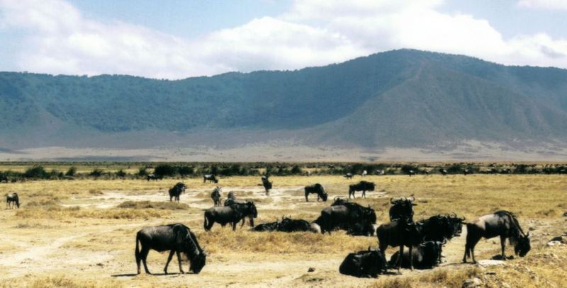 Dn-a0892-Wildebeest Herd-by Darren New.jpg